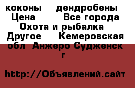 коконы    дендробены › Цена ­ 25 - Все города Охота и рыбалка » Другое   . Кемеровская обл.,Анжеро-Судженск г.